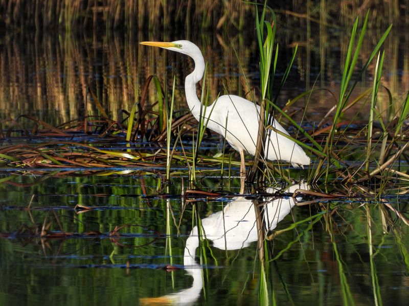 Белая цапля фото превью