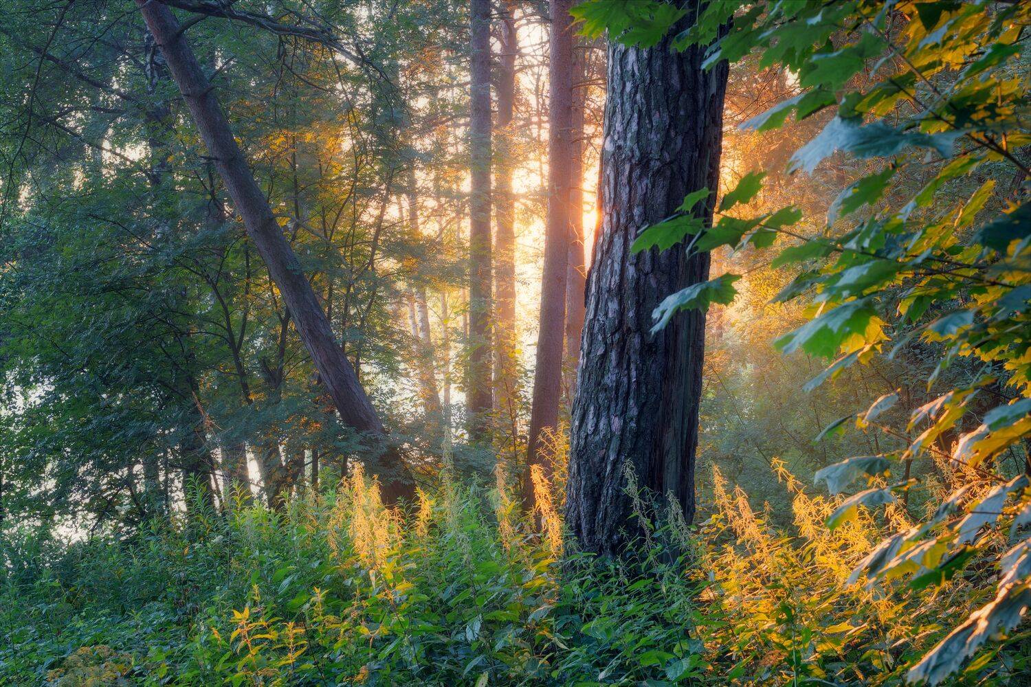 пейзаж, рассвет, природа, лес, Россия, солнце, лето, Мартыненко Дмитрий