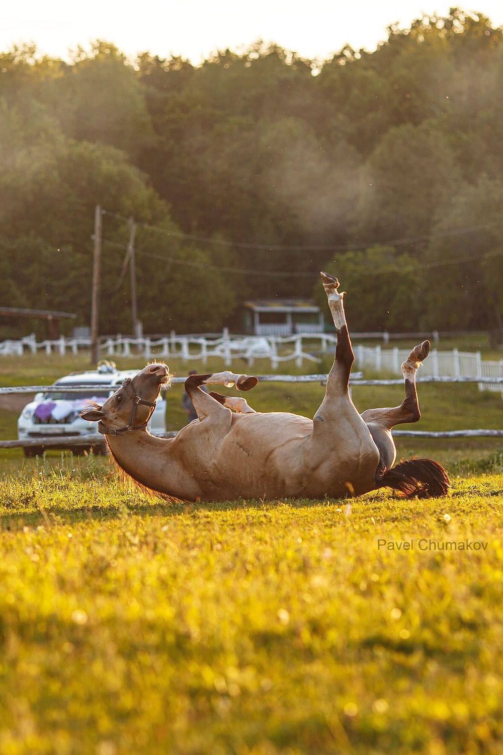 , Чумаков Павел