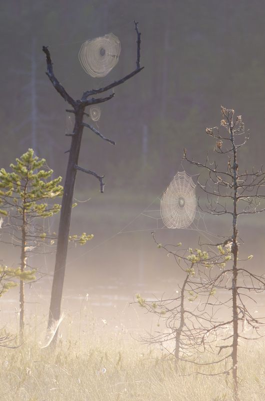 карелия Сходка фото превью