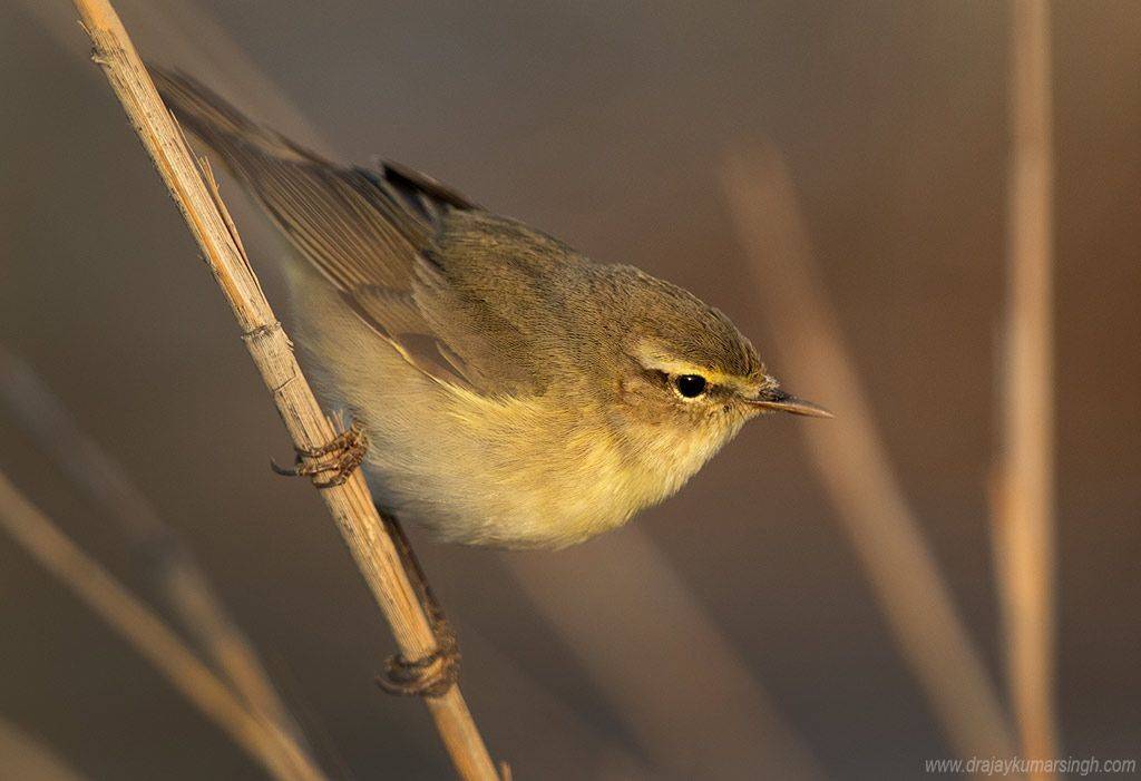 chiffchaff, Dr Ajay Kumar Singh