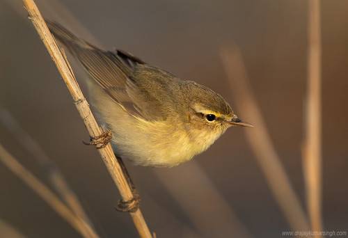 Common chiffchaff