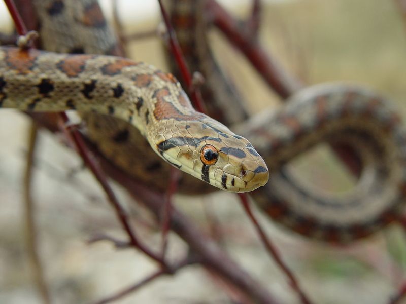 Животные Крыма фото превью