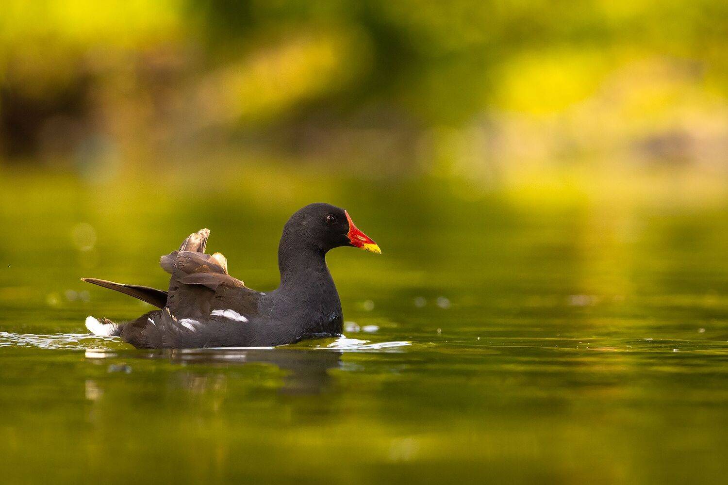 , Robert Adamec