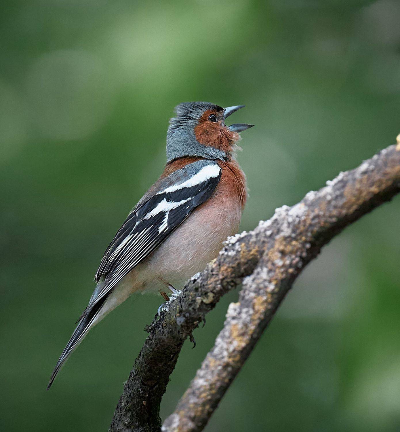 зяблик, зяблик поет, птичка, птичка поет, птичка на ветке, маленькая птичка, птица, красноватая птица, Mikhail Khmelevskiy