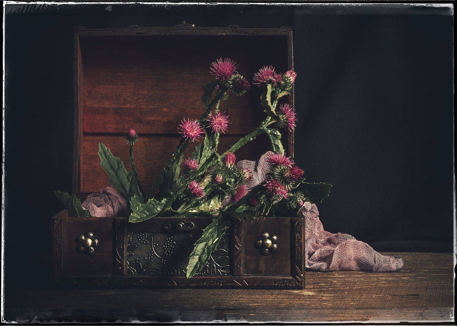 Натюрморт, цветы,низкий ключ,чертополох., Наталья