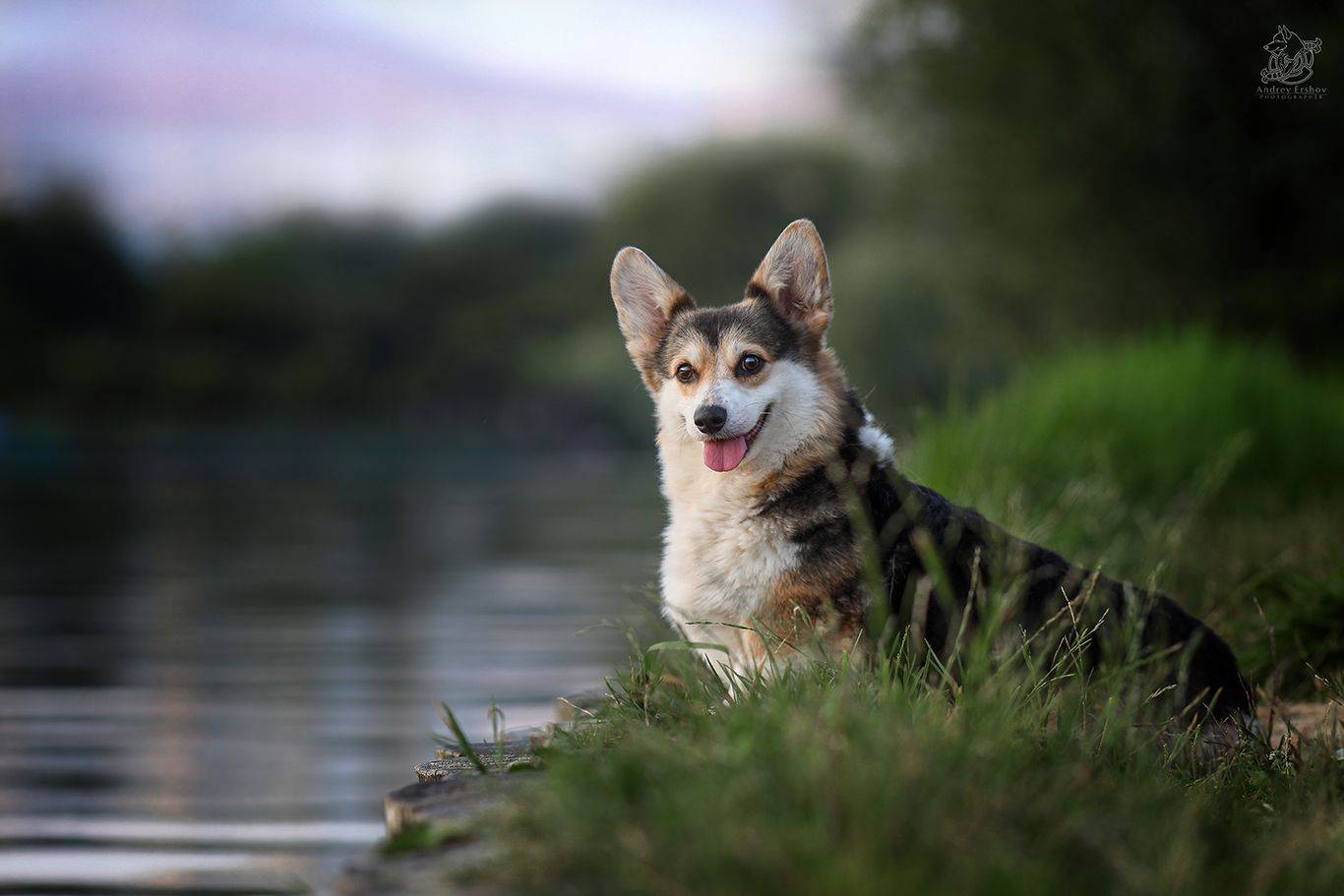 , Андрей Ершов