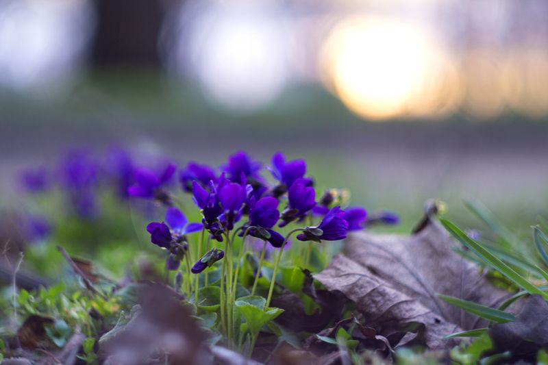 Про фиалки. фото превью