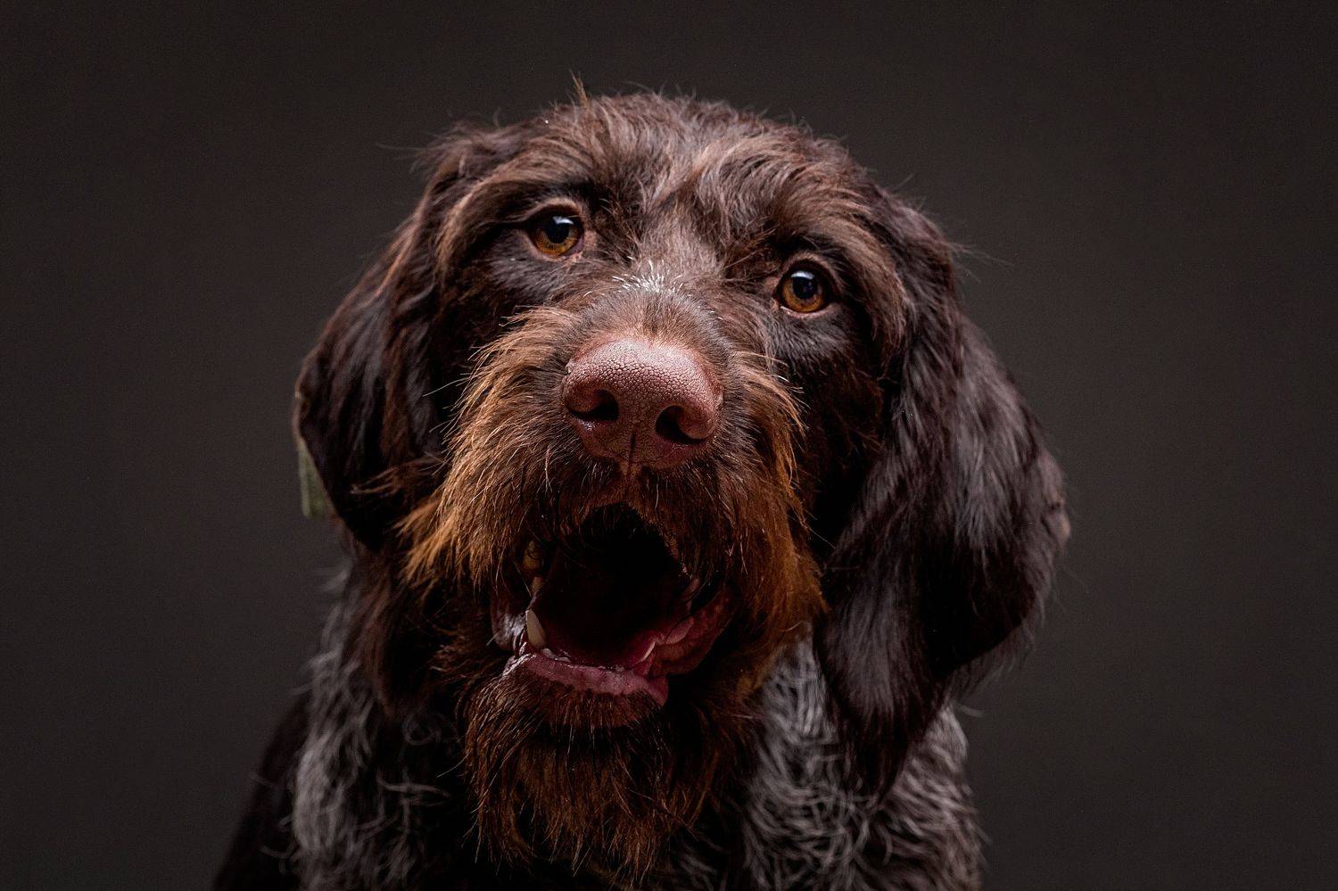 собака, портрет, студия, Дёгтев Евгений