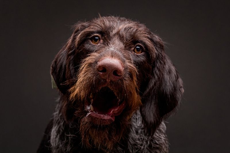 собака, портрет, студия Аделия фото превью