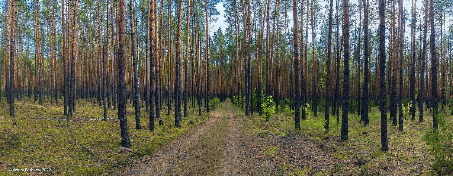 сосны, сосновый бор, мещёра, рязанская область, Валерий Пешков