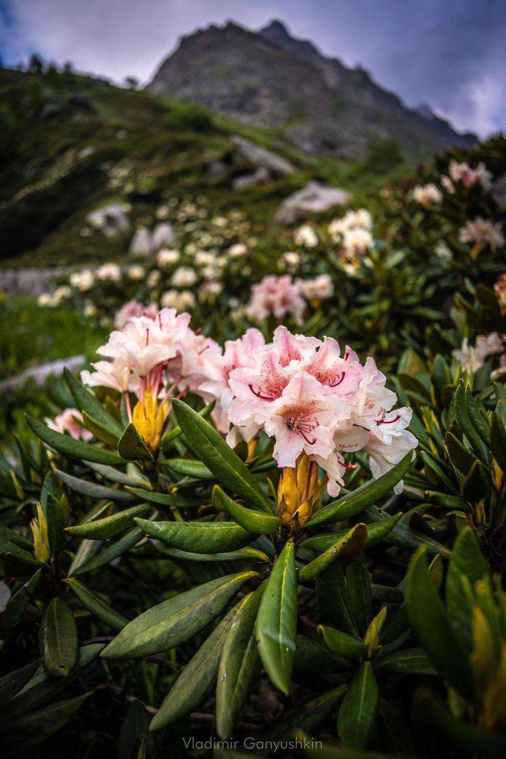 рододендрон, чегем, Ганюшкин Владимир