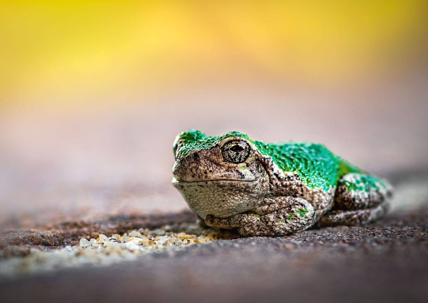 frog, reptile, flower, macro, sunrise, sunset, closeup,, Atul Saluja