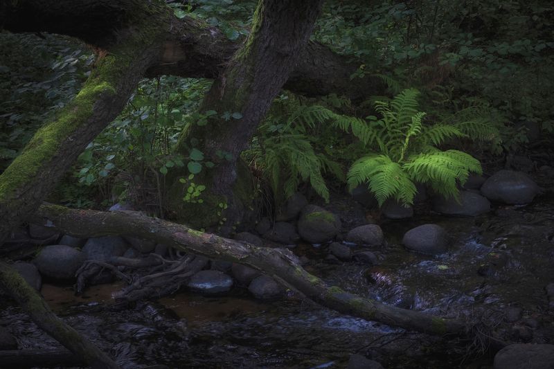 Питерские джунгли фото превью