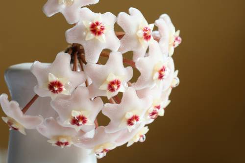 beautiful, decorative pink indoor flower - hoya