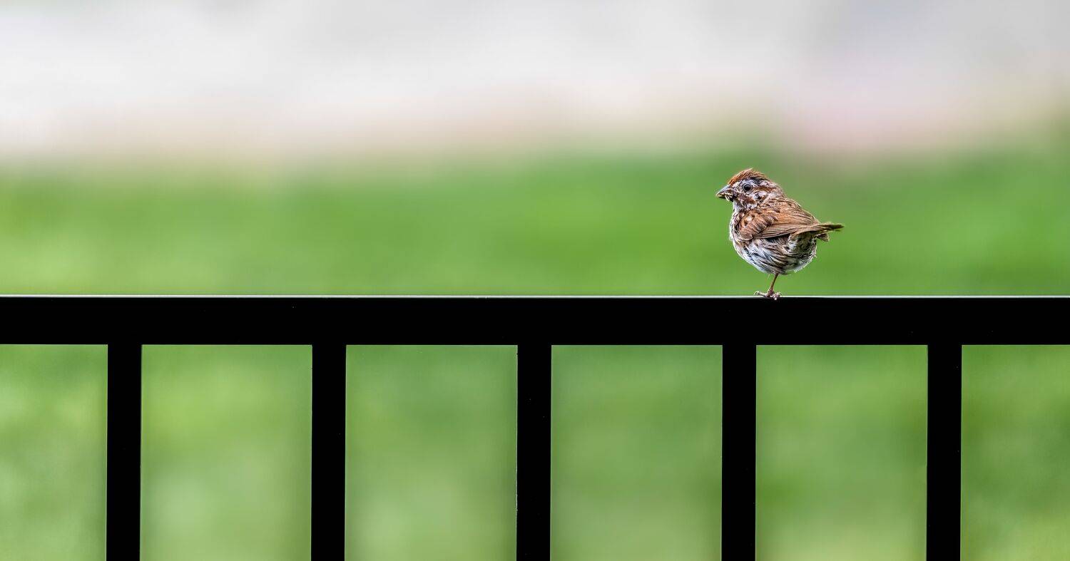 bird, songbird, mockingbird, songbirds, mockingbirds, nature, animals, wild,, Atul Saluja