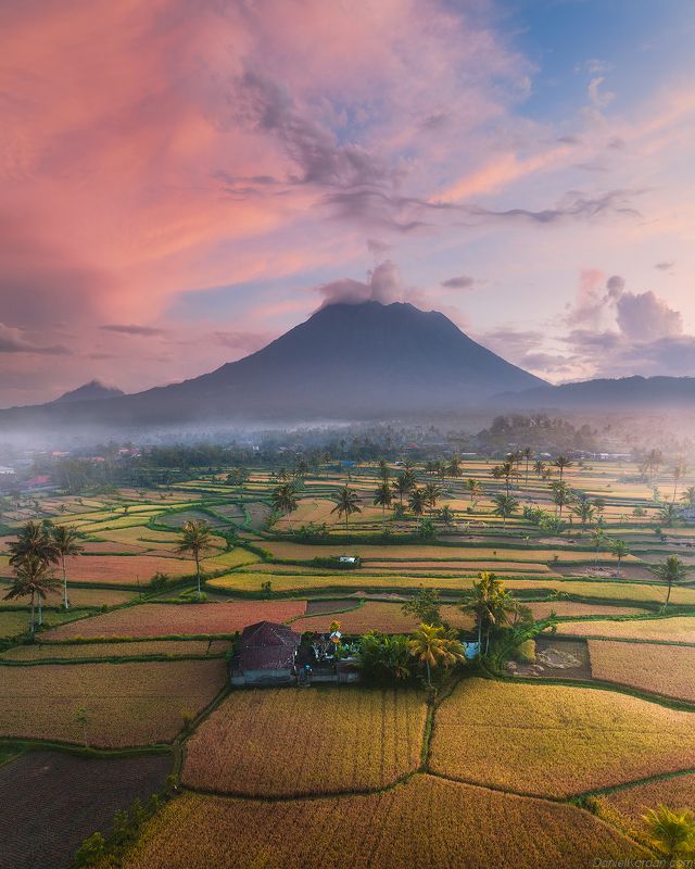 Bali harvest