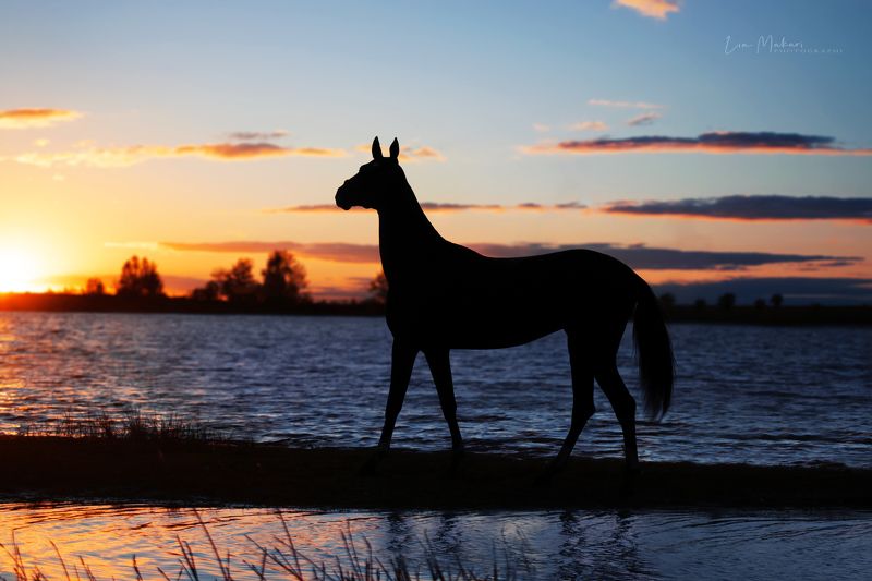 Лошадь, лошади, horse, закат, sunset Акира фото превью