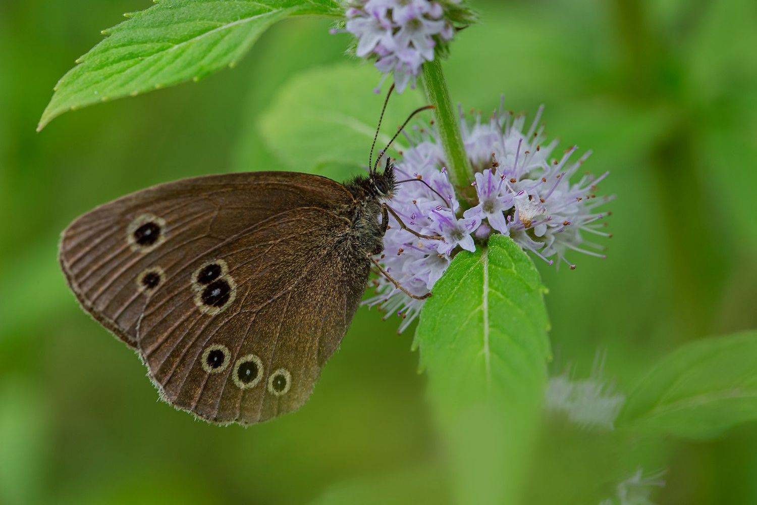 бабочка бархатница мята цветы, Евгений Слободской