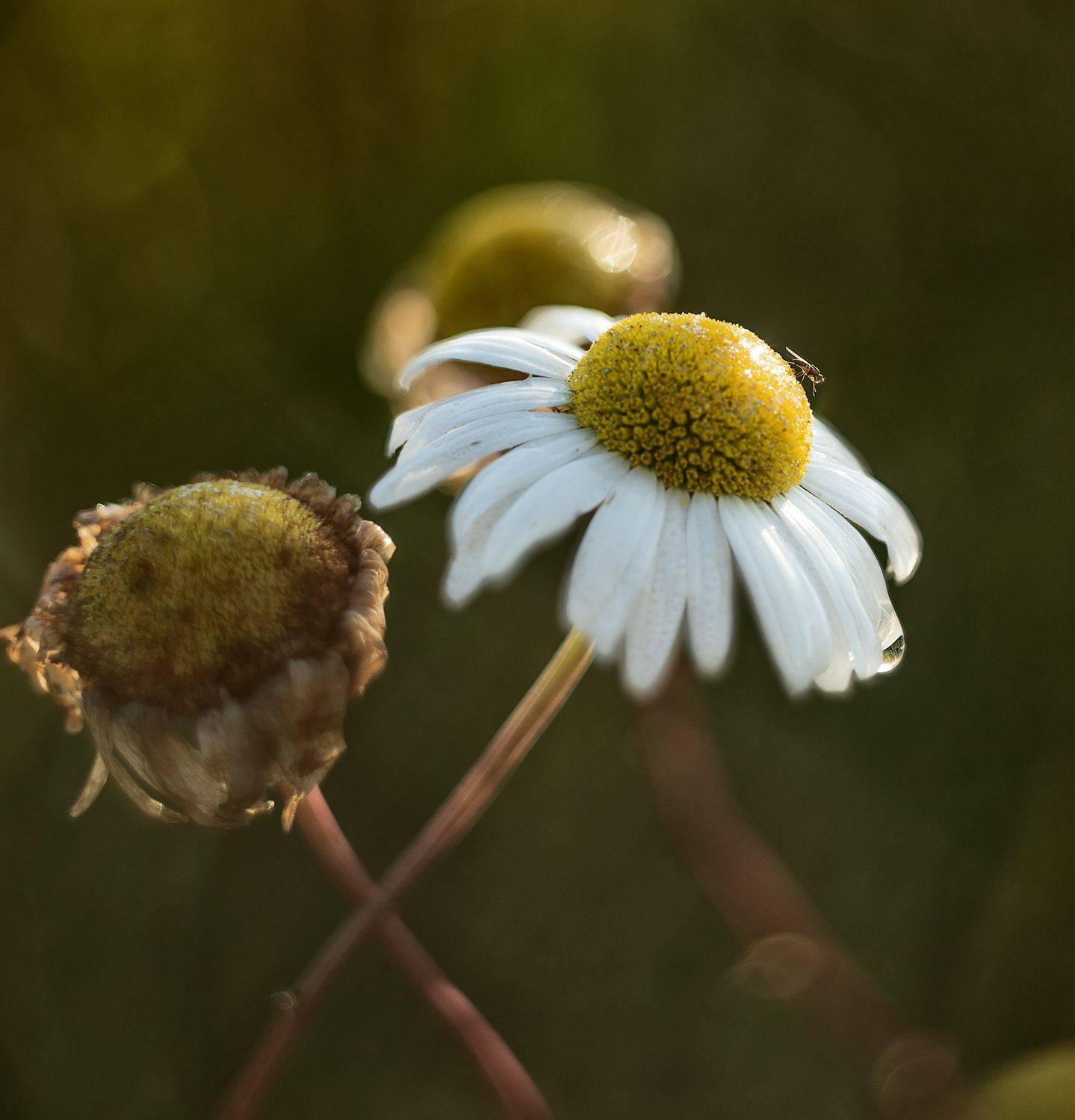 , Николай Андреев