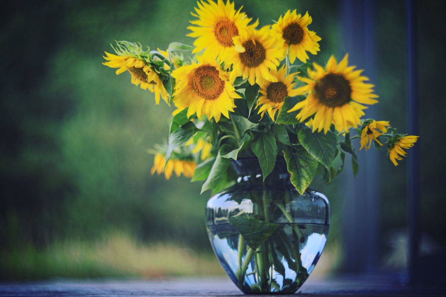 подсолнухи, цветы, Konstantin