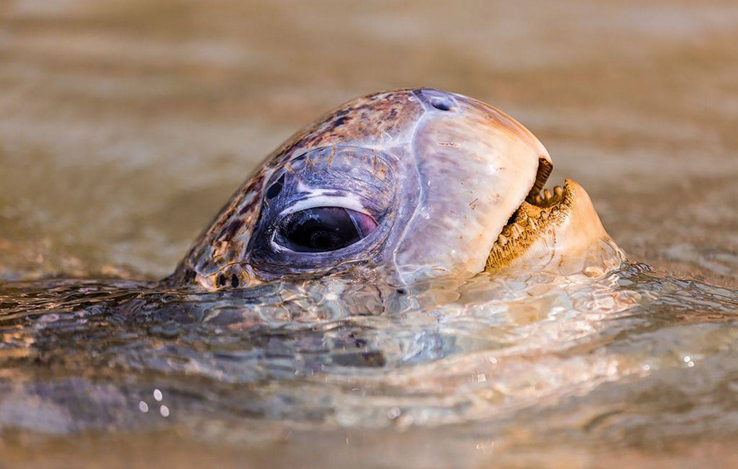, Сергей Савви