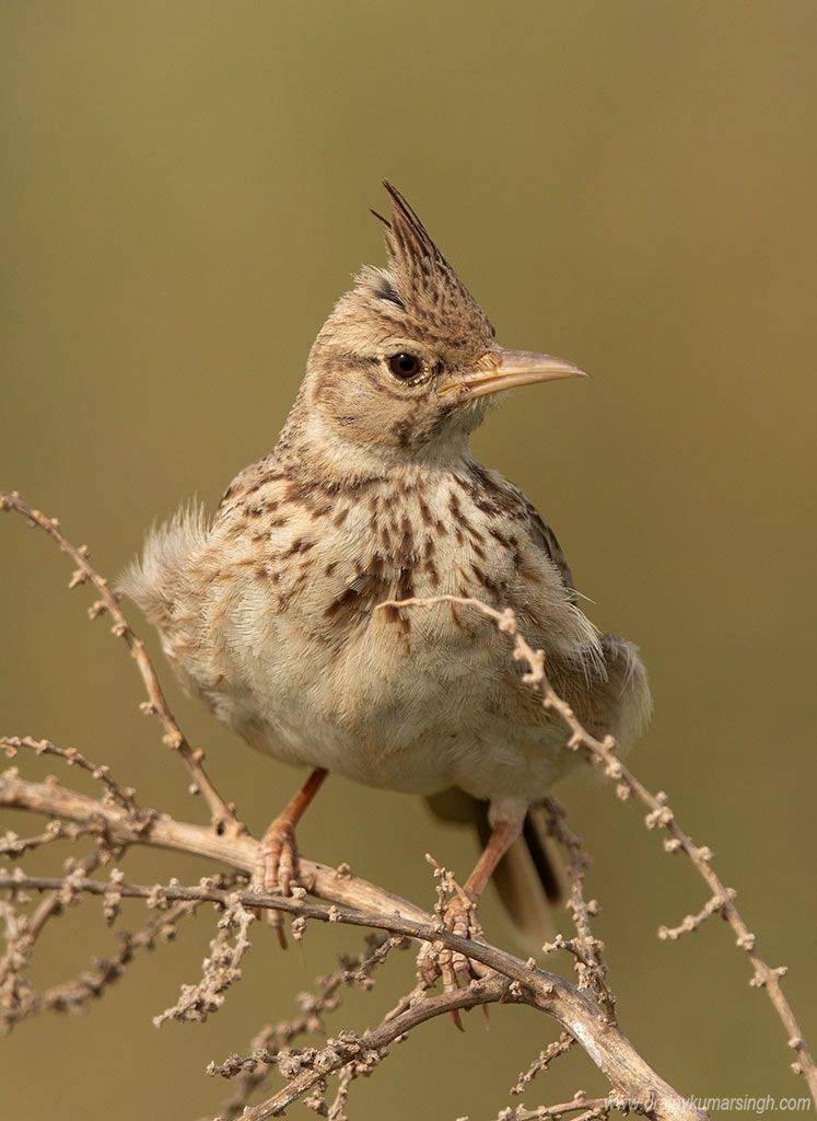 Crested lark, Dr Ajay Kumar Singh
