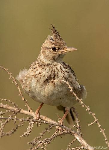 Crested lark