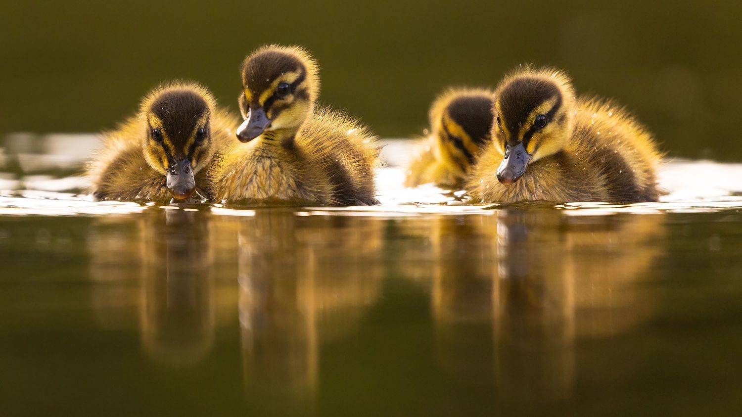 , Robert Adamec