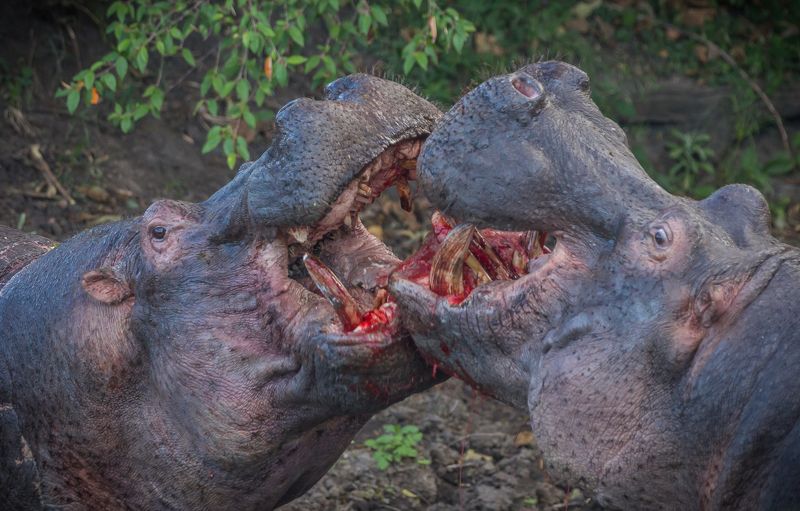 Схватка. Масаи Мара, Кения фото превью