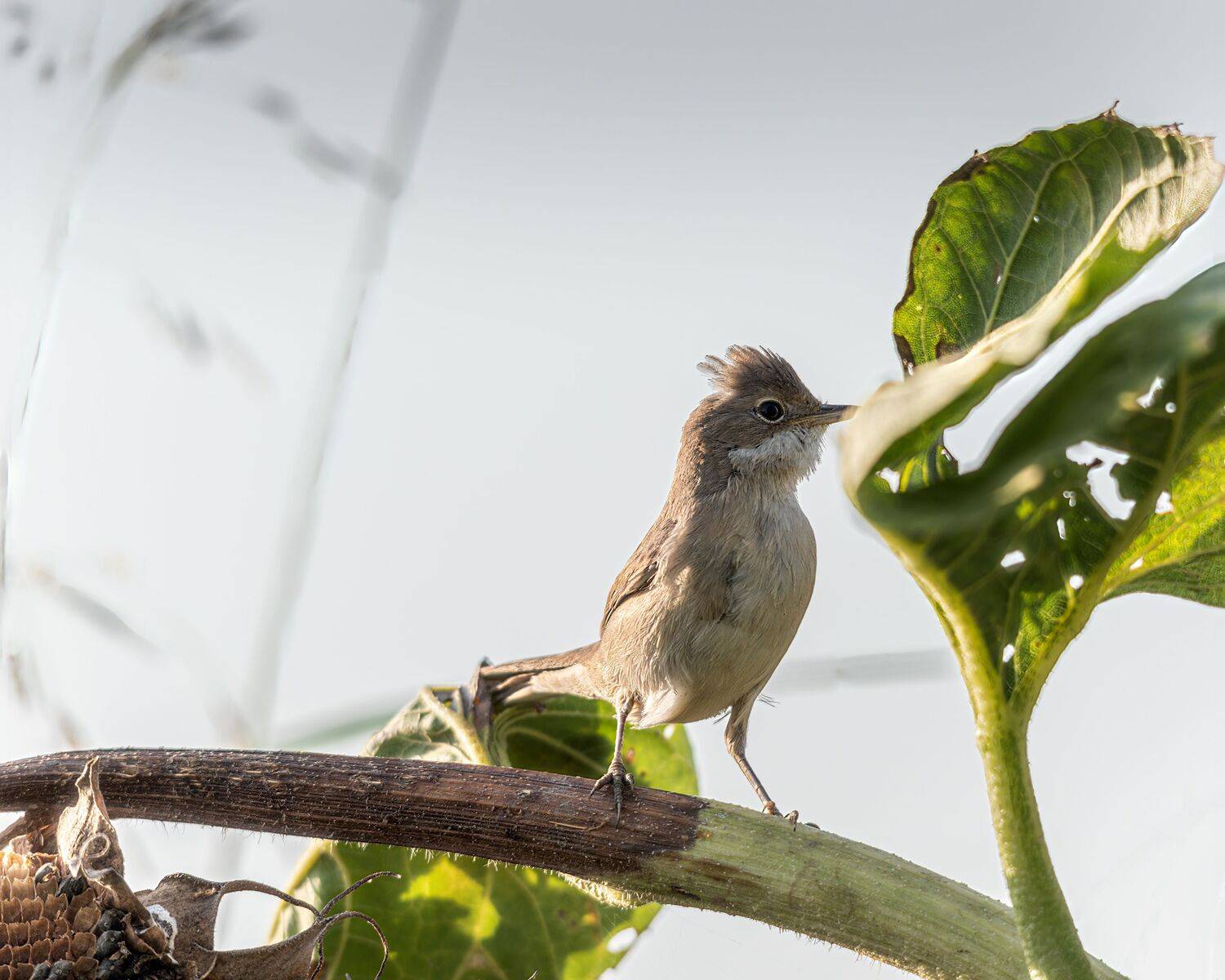 серая, славка, Алексей Рыльский
