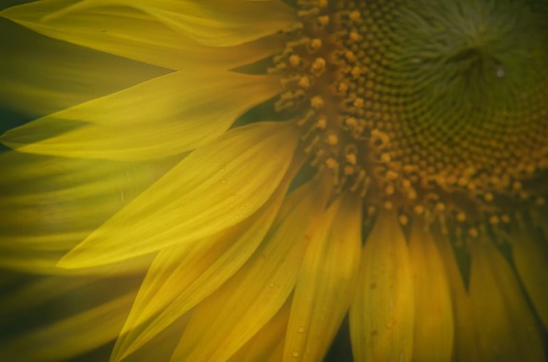 Цветы Бога Солнца фото превью