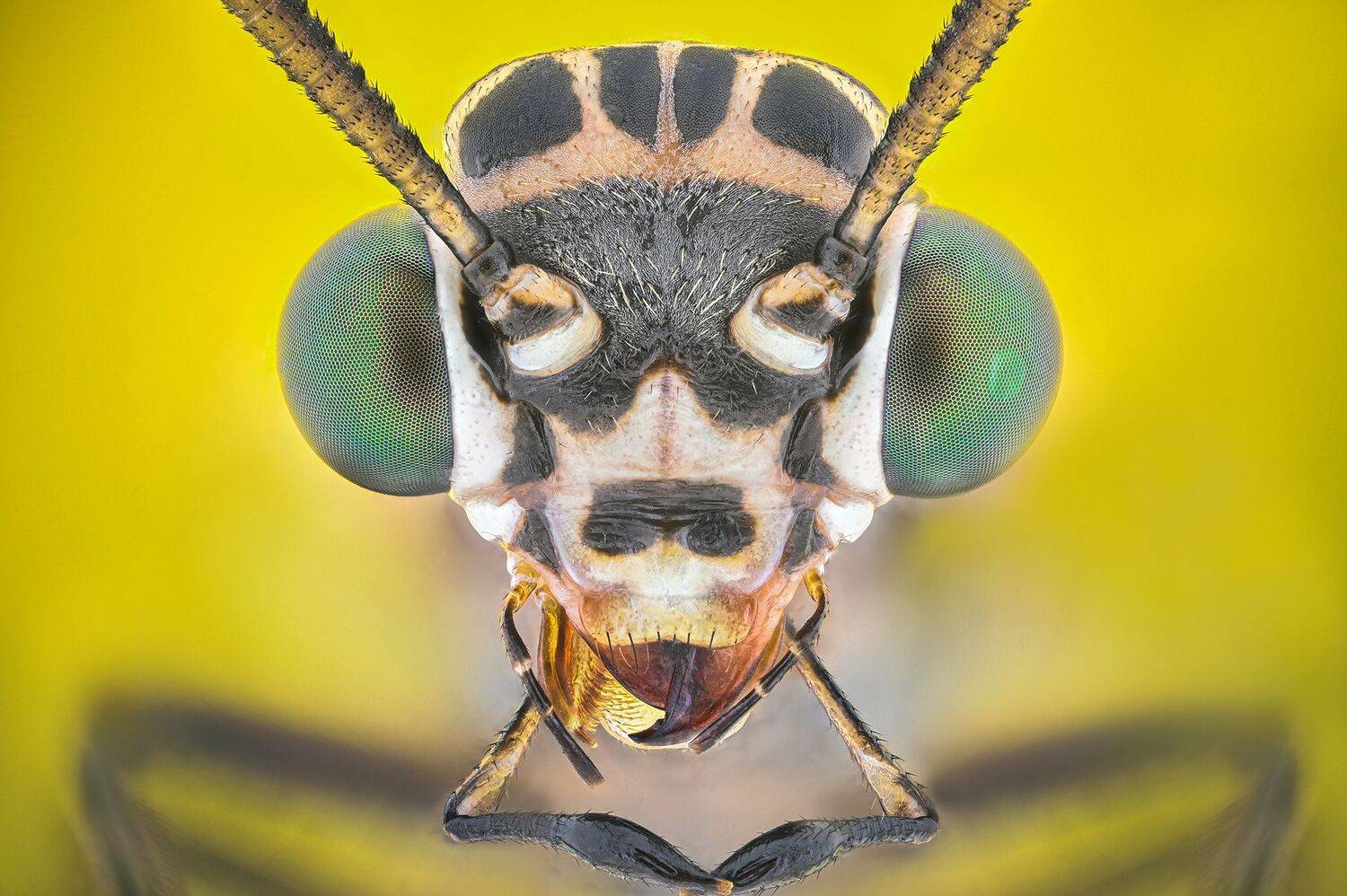 ceclii, macro, Tsvetan Ganev