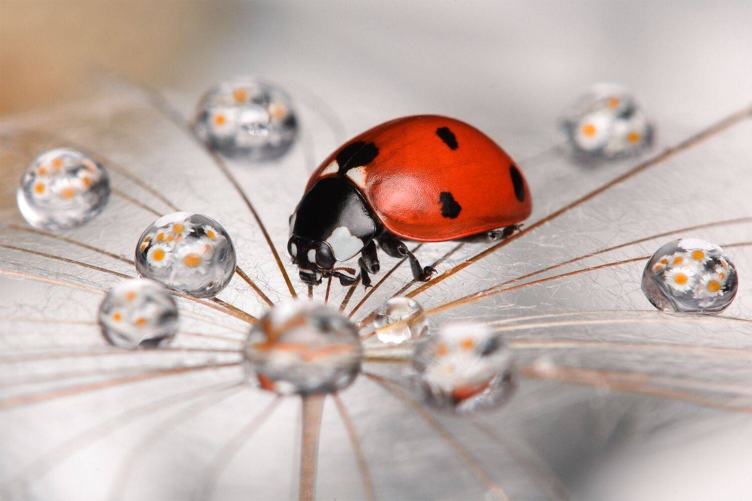 ceclii, macro, Tsvetan Ganev