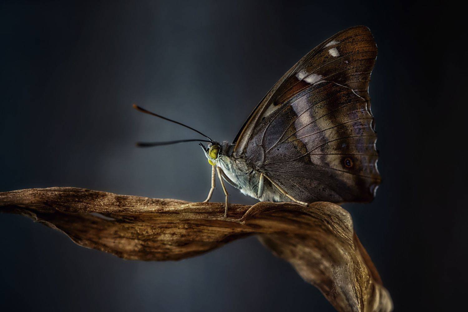 , Анастасия Думинская