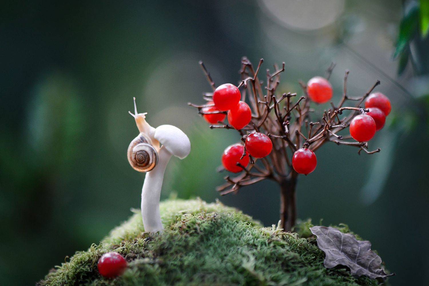 макро, макромир, макросказки, макро истории, макроистории, лес, тишина, вчувствование, созерцание, тишина, покой, улитка, улитки,, Быканова Виктория