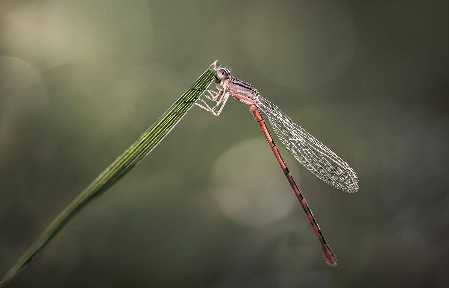 damselfly, dragonfly, insect, grass, sunset, dusk, evening, bug, macro, blade, grassland,, Atul Saluja