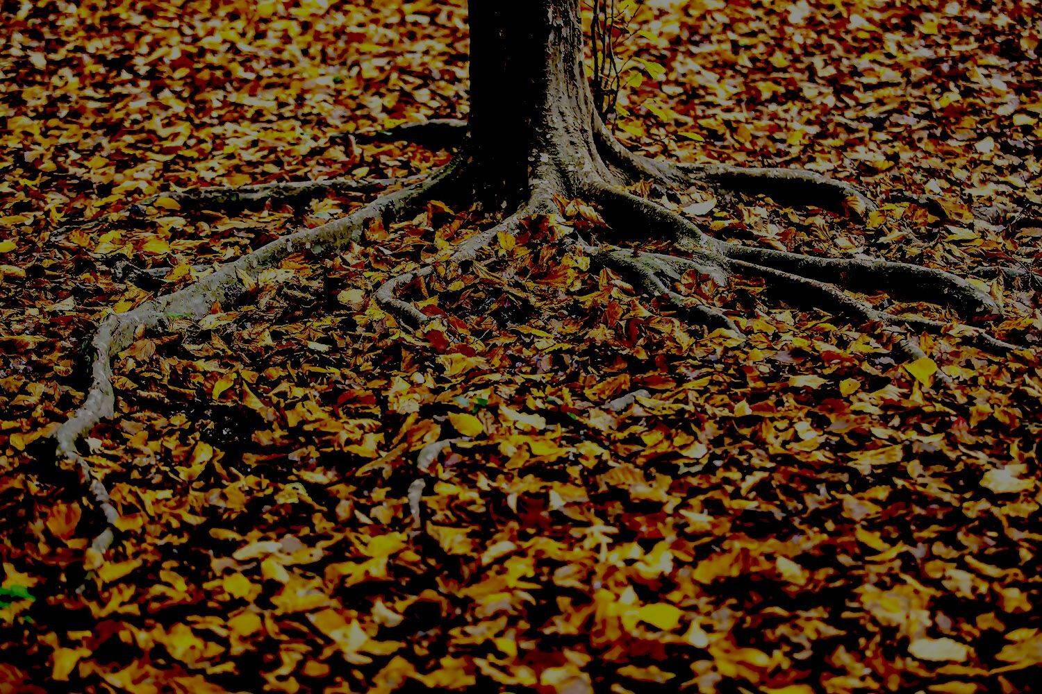 , mehdi karimi souderjani