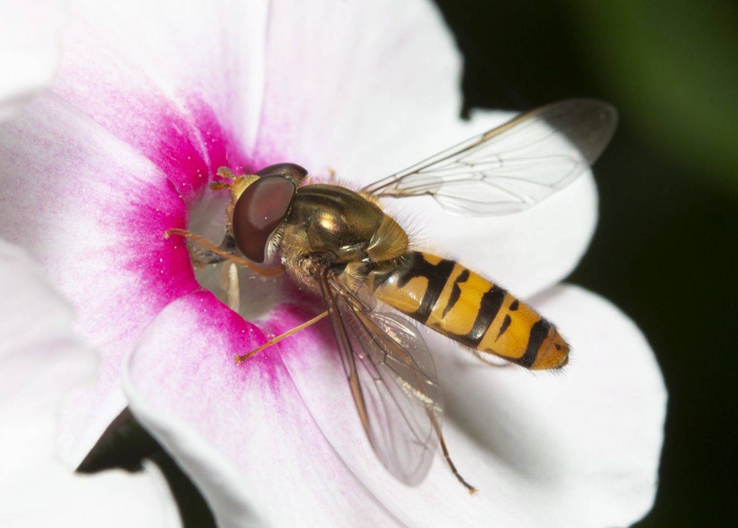 , Марина Кулакова