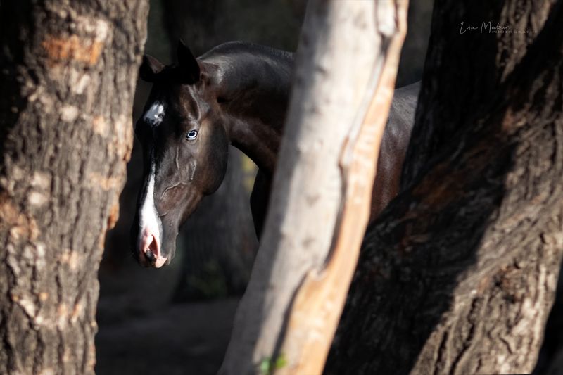 Лошадь, лошади, horse, ahalteke, ахалтекинец Токай фото превью