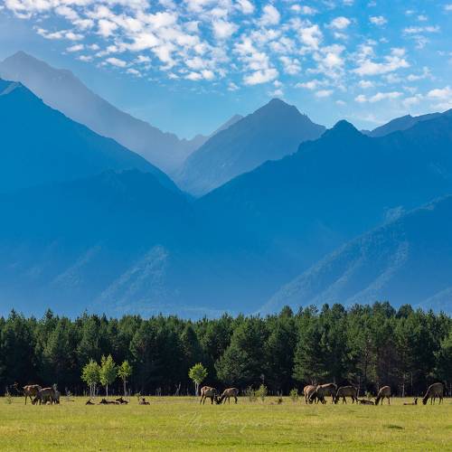 Маралы на фоне Саянских гор.