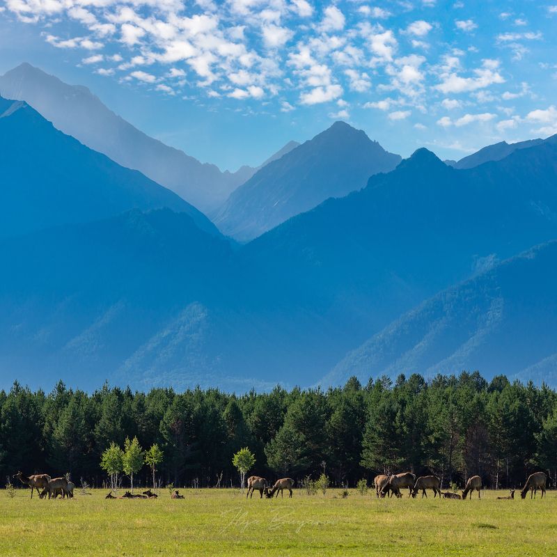саяны, бурятия, фототур, Маралы на фоне Саянских гор. фото превью