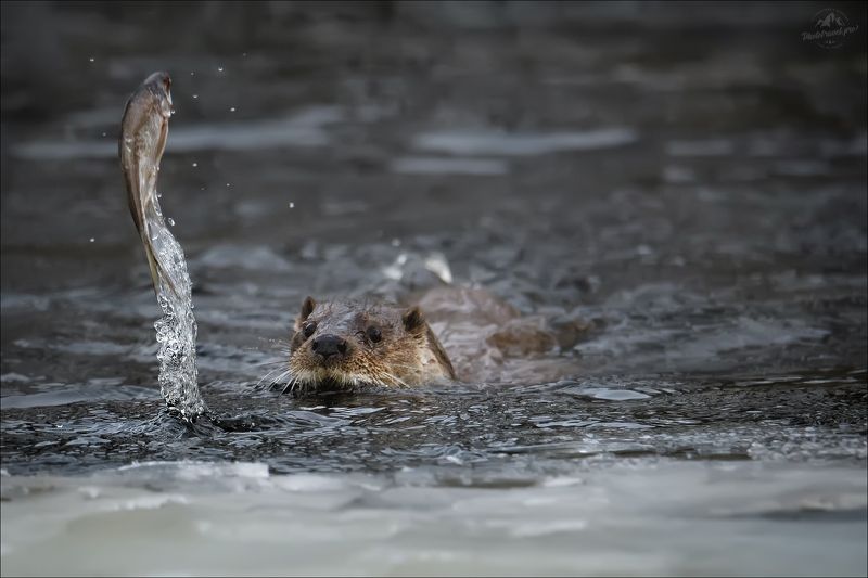 красный бор, фототур в красный бор, беларусь, выдра, otter Жила-была плотва .. фото превью