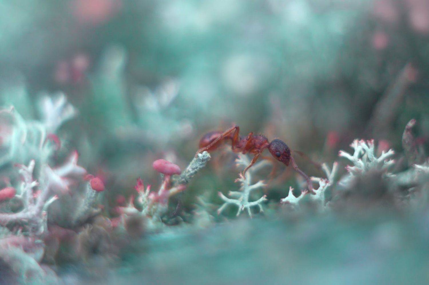 , Алёна Сурнина