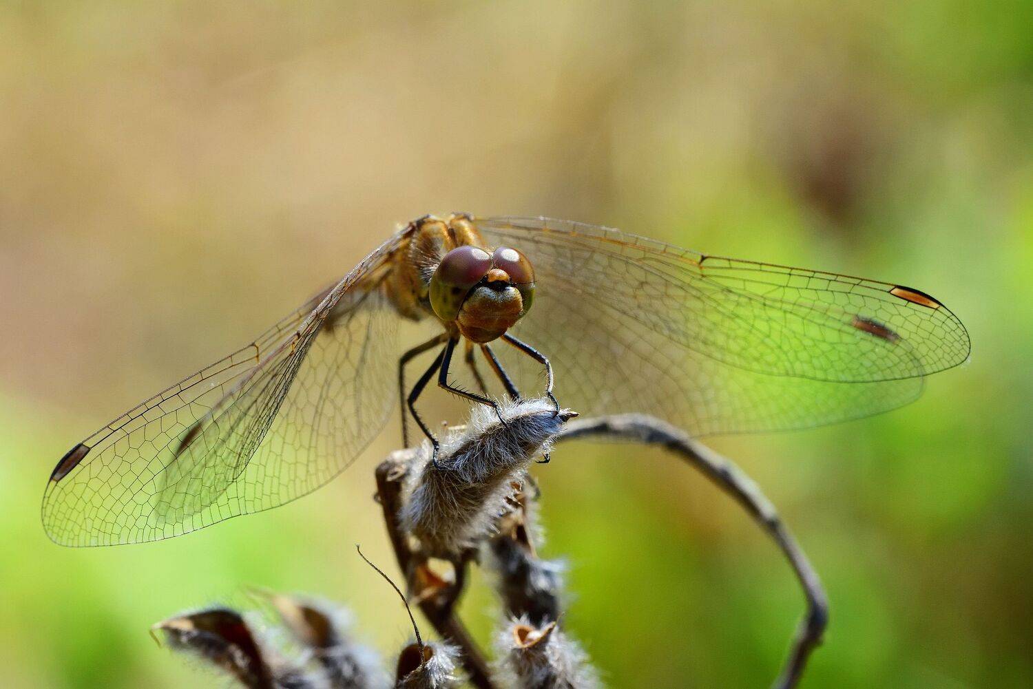 , Корнейчук Игорь