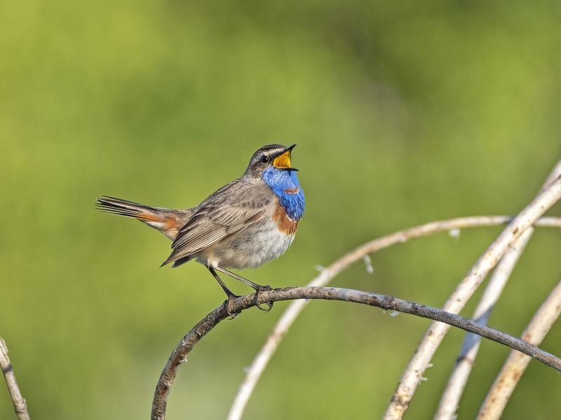 Птицы Подмосковья фото превью