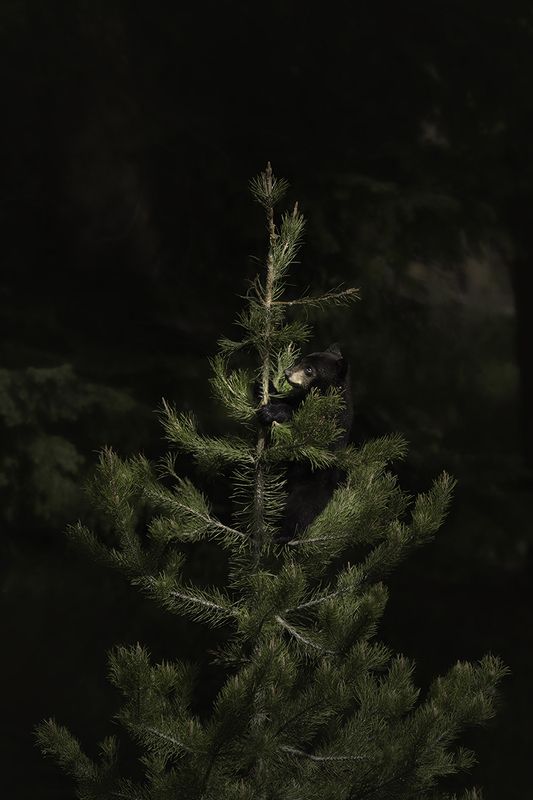 Victoria Harris Wildlife фото превью