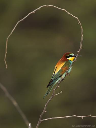 European bee-eater