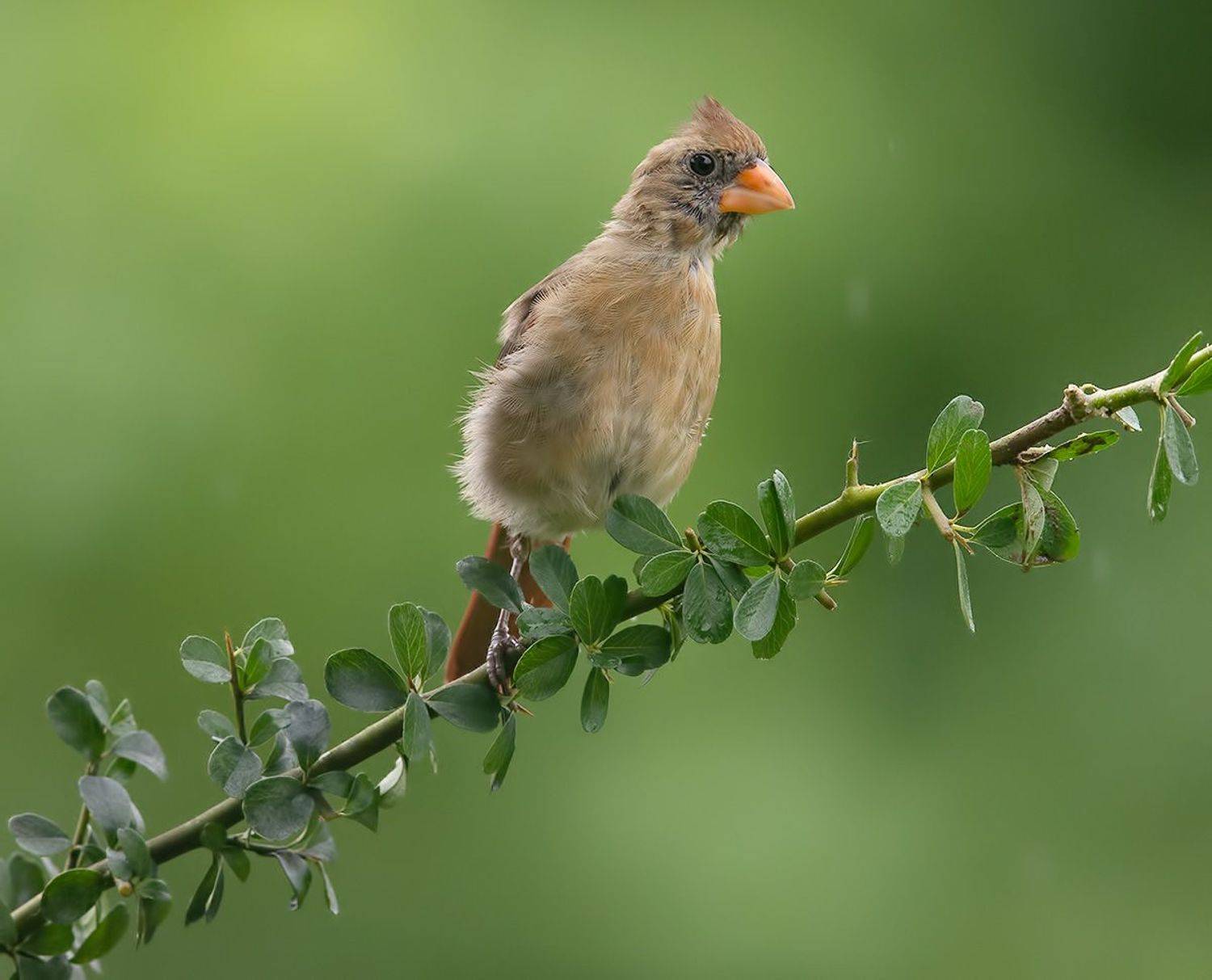 красный кардинал, northern cardinal, cardinal,кардинал, Etkind Elizabeth