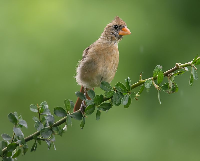 красный кардинал, northern cardinal, cardinal,кардинал Juvenile female Northern Cardinal - cамка. Красный кардинал фото превью